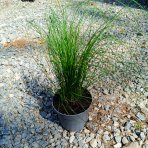 Kavyľ (Stipa tenuissima) ´PONYTAILS´ - kont. C2L